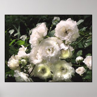 White Roses print