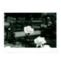 White Roses posters