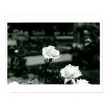 White Roses