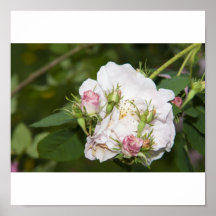white roses print