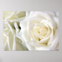 White Roses, S Cyr Posters