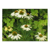 White Rudbeckia cards