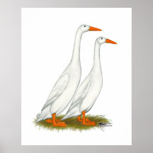 White Runner Ducks Posters