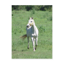 White Running Horse postcards by sharonsphotography White Running Horse postcards