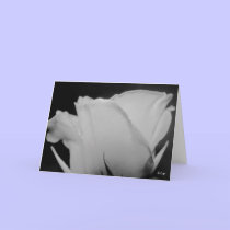 White, S Cyr cards