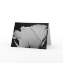 White, S Cyr cards