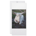 White Saanen dairy goat doe lying down relaxing Rack Card Template