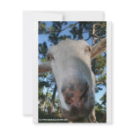 White saanen dairy goat doe nose close up HI Custom Invitations