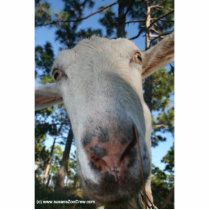White saanen dairy goat doe nose close up HI Acrylic Cut Out