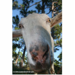 White saanen dairy goat doe nose close up HI Acrylic Cut Out