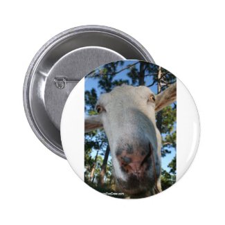 White saanen dairy goat doe nose close up HI Pins