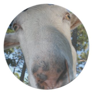 White saanen dairy goat doe nose close up HI plate