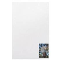 White saanen dairy goat doe nose close up HI Stationery