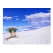 White Sands NM, New Mexico, USA Post Card