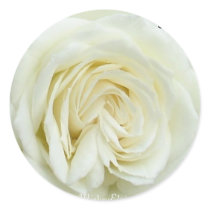 White satin rose close up stickers by mickeyelvis128 White satin rose close up stickers