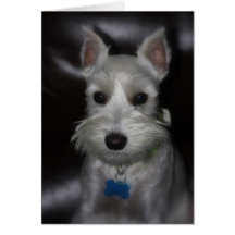 White Schnauzer Puppy Sweet Face Card