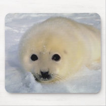 White seal looking at camera  063 mousepads