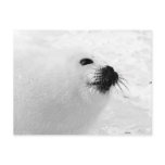White Seal Post Card
