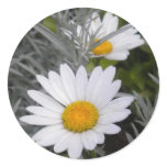 White Shasta Daises (w/Gold) Stickers White Shasta Daises (w/Gold) Stickers