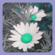 White Shasta Daisy (w/Aqua) Stickers stickers