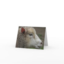 White Sheep note card