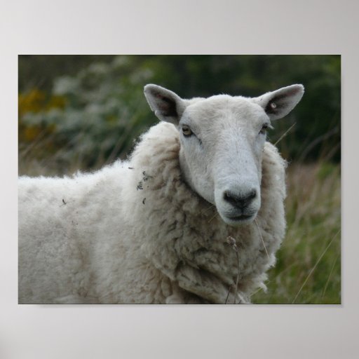 White Sheep Poster