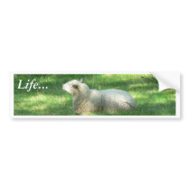 White Sheep Resting bumper stickers by lifesphere White Sheep Resting bumper stickers