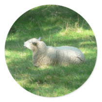 White Sheep Resting stickers