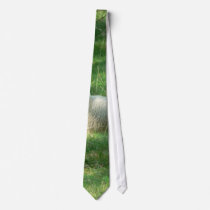 White Sheep Resting ties