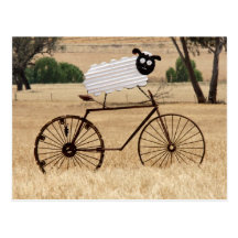 White Sheep Thrills Post Card