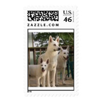 White Shepherd Family postage