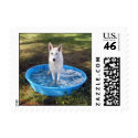 White Shepherd in swimming pool postage by coastalwgs White Shepherd in swimming pool postage