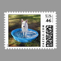 White Shepherd in  swimming pool postage