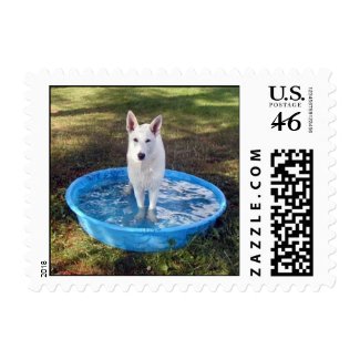 White Shepherd in swimming pool stamp