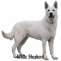 White Shepherd Photo Sculpture photo sculptures
