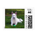 White Shepherd Playing Ball postage by coastalwgs White Shepherd Playing Ball postage