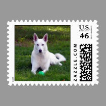 White Shepherd Playing Ball postage