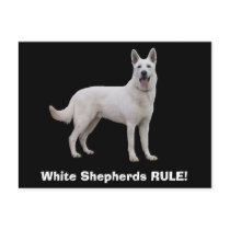 White Shepherds RULE! Postcards by coastalwgs White Shepherds RULE! Postcards