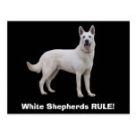 White Shepherds RULE! Postcards
