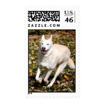 White Siberian Husky postage