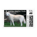 White Siberian Husky postage stamp by nwillens White Siberian Husky postage stamp