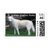 White Siberian Husky postage stamp