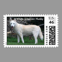 White Siberian Husky postage stamp
