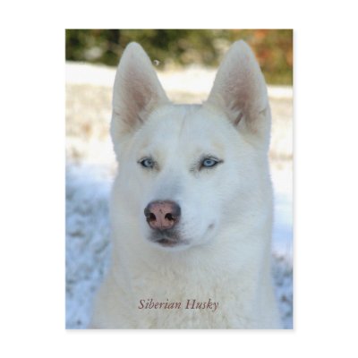 White Siberian Husky postcard