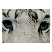 White Siberian Tiger Photograph Greeting Cards
