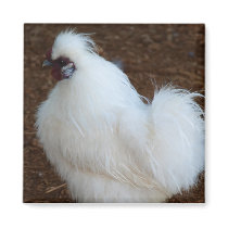 White Silkie Chicken Magnet