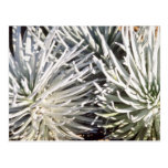 white Silversword flower, Hawaii flowers Post Card