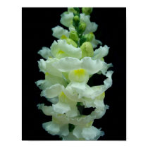 White Snapdragon posters