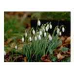 white Snowdrops flowers Post Card