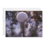 white Snowflower, Ashpley Heath Woods flowers Announcement